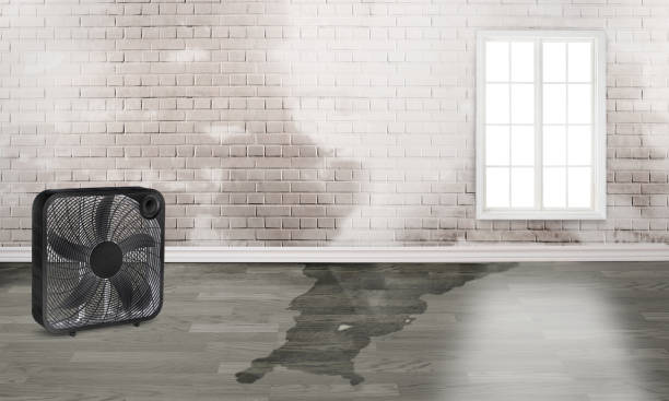 Best Basement water damage restoration  in New Hope, MN